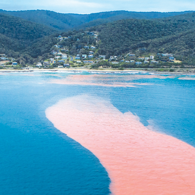 The-Red-Tide-Noctiluca-Scintillans-Australis