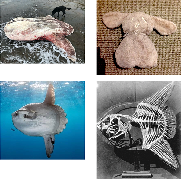 Intersecting-Innocences-Sunfish-meets-Flat-Teddy