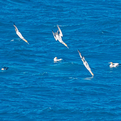 An-Uncommon-Equation-Pilchards-Gannets-Dolphin