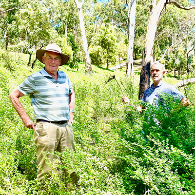 Controlling-Woody-Weeds-around-Lorne